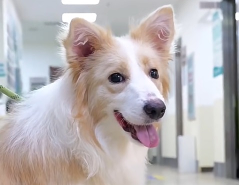 狗狗泪痕重是什么原因