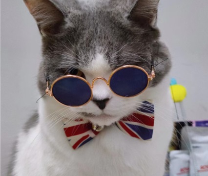 猫口臭怎么解决？宠物问诊在线咨询