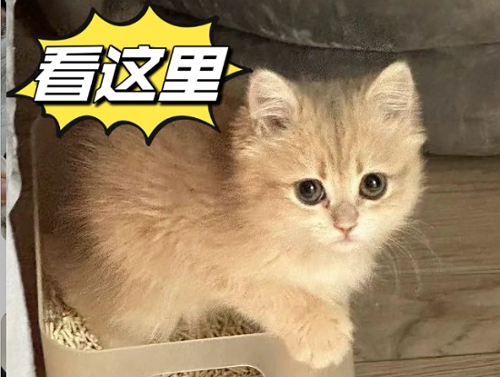 猫打喷嚏流鼻涕怎么办？