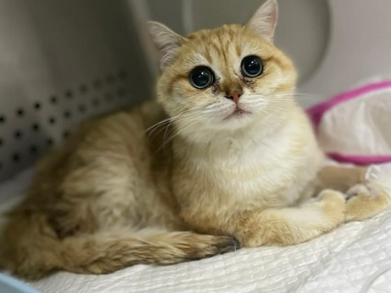 猫咪不吃猫粮怎么办？