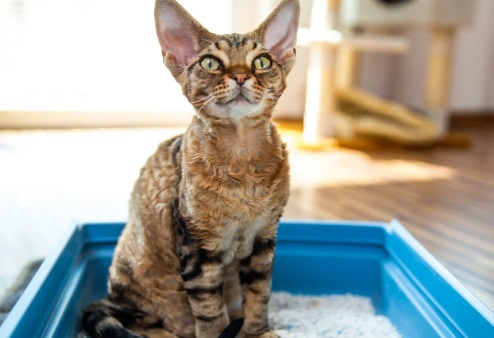 猫咪心脏不好有什么表现？
