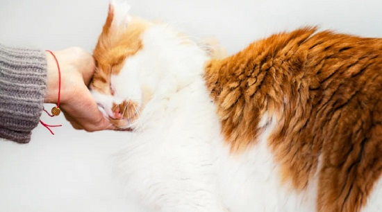  猫咪打妙三多预防什么？