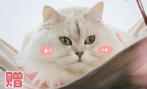 猫能吃瓜子仁吗？