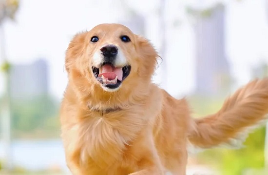 狗狗大便带血，怎么办？
