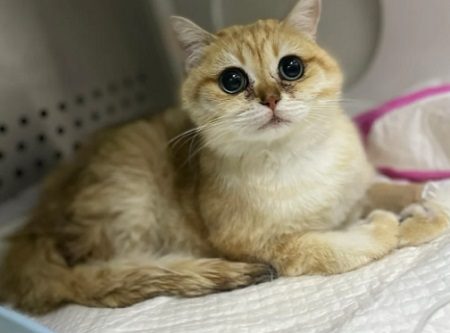 怎么判断猫有没有狂犬病？