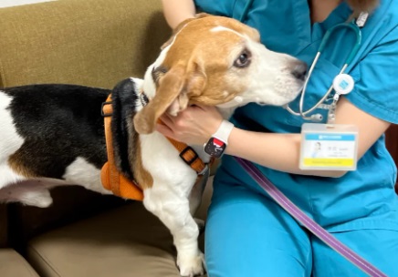狗狂犬病潜伏期多久？