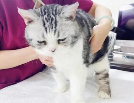 猫咪挑食不吃猫粮怎么办？