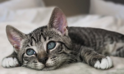公猫多大可以配种？