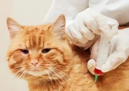 猫抓病是什么病？