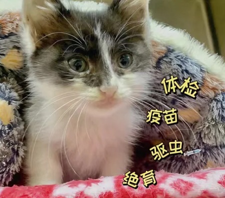 猫咪过于肥胖可能会引起哪些疾病？
