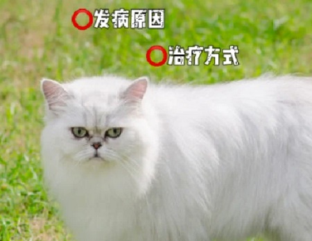 猫感染滴虫是什么症状？