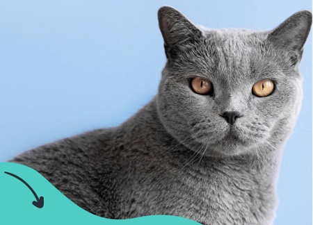 猫大便后肛门有鲜血，怎么办？