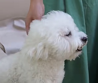 狗狗肚子里有虫子怎么办？