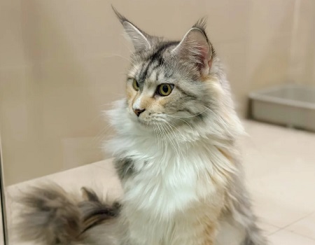 猫猫嘴巴很臭怎么办？