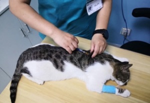 猫突然没精神躲在角落
