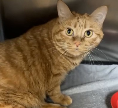 猫喜欢趴在地砖上会不会冷？