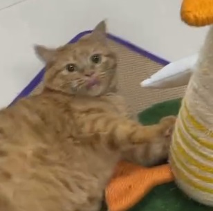 猫什么时候开始驱虫？