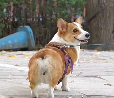狗狗身上跳蚤卵是黑色的吗？