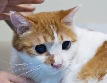 猫绝育后精神状态不好