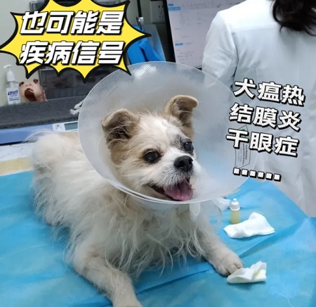 狗身上长肉球怎么回事？