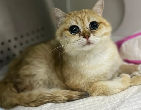 猫头上有皮屑是怎么回事？