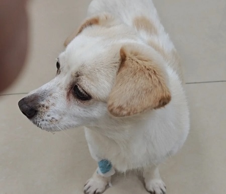 犬瘟出现神经症状多久？