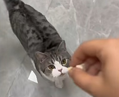 猫咪掉毛严重怎么办？