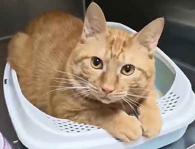 猫不吃饭站不起来，怎么办？