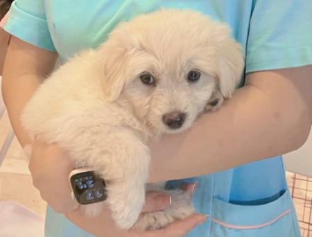 怎么检查狗狗有没有耳螨？