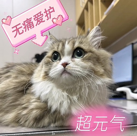 猫咪反胃口气臭是什么原因？