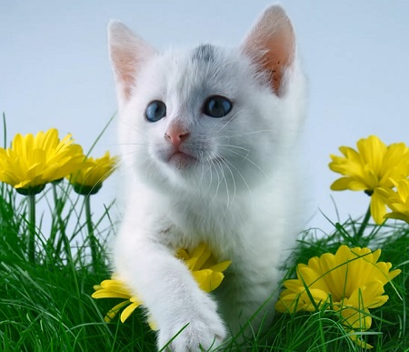 猫尾巴竖起来什么意思？