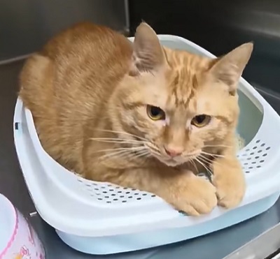 小猫吃什么食物除了猫粮 ？