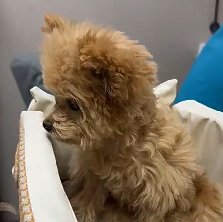 狗狗摔倒后走路不稳？