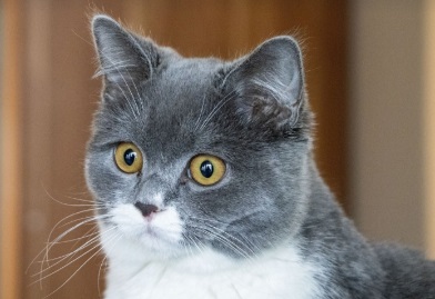 猫咪一直流黄色的眼泪，怎么回事？