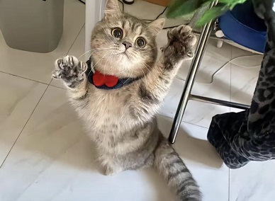 猫多久洗澡一次合适？宠物医院线上咨询