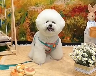 狗狗为什么要吃草是不是得病了？