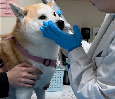 狗狗皮肤病怎么治疗比较好？