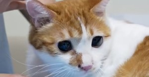猫洗澡感冒引起发烧了怎么办？