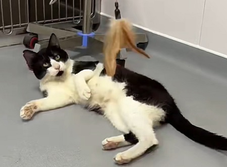 猫病毒性肠胃炎会传染吗？