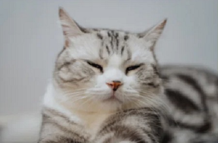 猫打喷嚏是什么样子？