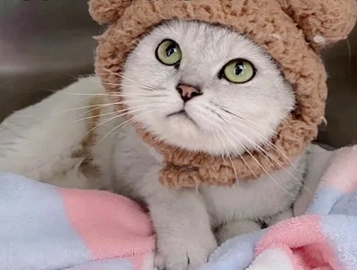 猫绝育了还会不会发情？