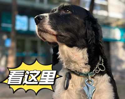狗狗狂犬疫苗一般能管几年？