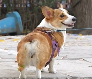 狗呼吸困难喘不过气怎么回事？
