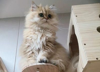 猫肺炎一般要治疗多久？