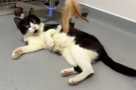 猫呼吸困难张嘴喘气怎么办？