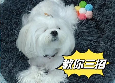 狗狗得细小的原因有哪些？