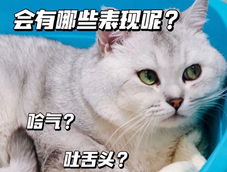 猫走路一晃一晃的站不稳，怎么回事？