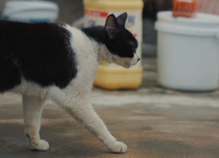 猫咪身上有小红点，怎么回事？