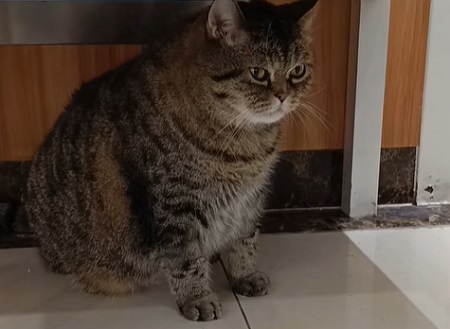 猫配种回来不吃东西没精神
