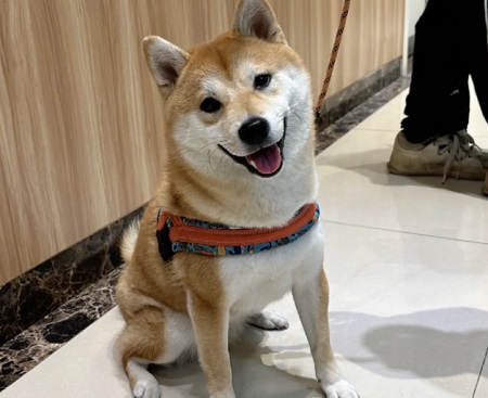 狗狗腹泻吃什么药？